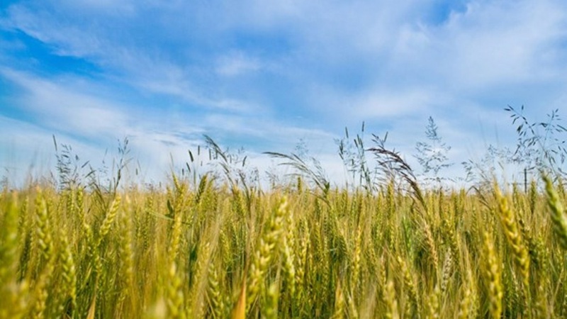 Iz Ukrajine isplovilo još sedam brodova natovarenih žitaricama
