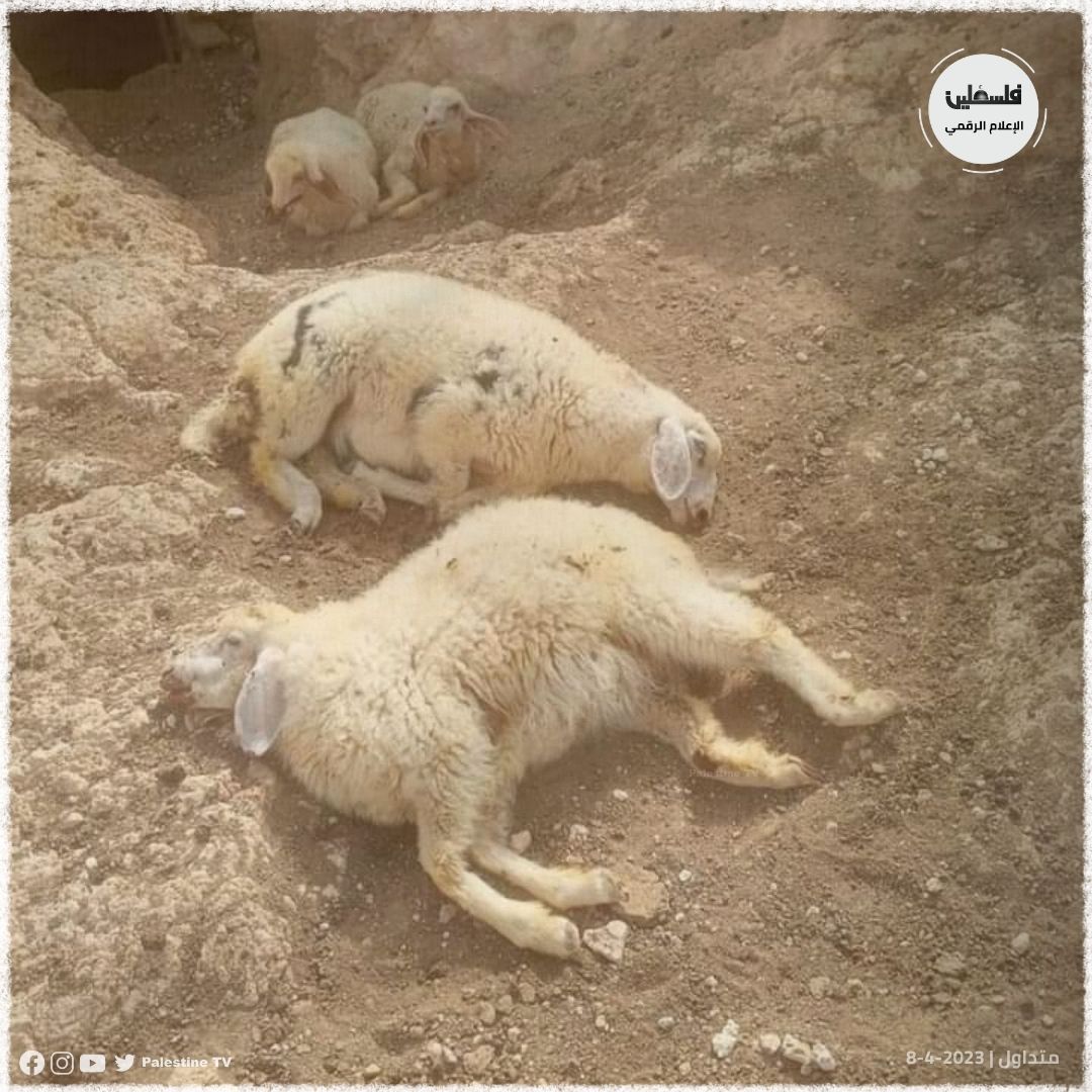 Israeli colonists attack Palestinian farmers, kill 10 sheep