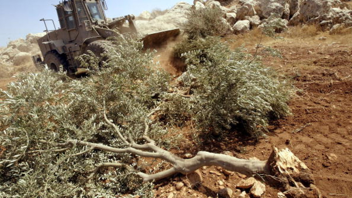 Israeli settlers vandalize lands, uproot olive trees in Salfit, West Bank