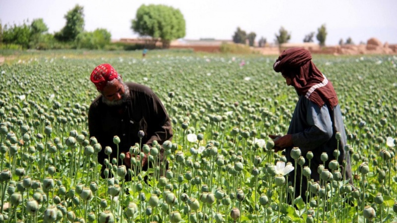 イランとタリバンが、麻薬密売対策を巡る協議を継続