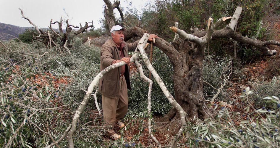 Extremist Jewish settlers destroy 65 Palestinian olive saplings south of Nablus