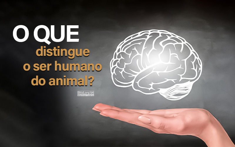 O que distingue o ser humano do animal?