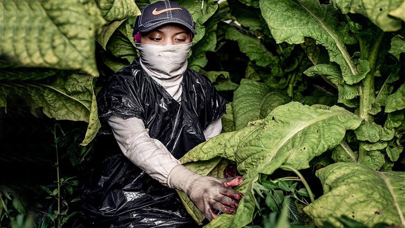 美国就业市场紧张非法童工激增 10岁儿童无薪工作至凌晨
