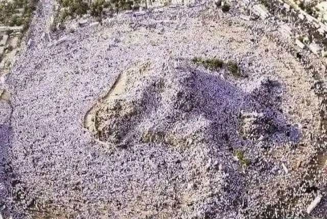 Pilgrims perform greatest pillar of Hajj pilgrimage in Arafat