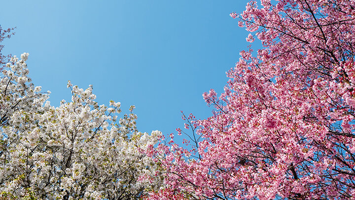 Videi: Blessed coincidence of the spring of nature and of spirituality