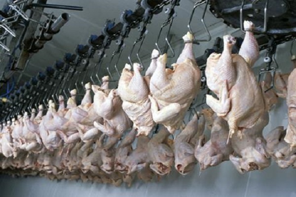  Report on Halal-certified poultry confuses Muslim community in Australia