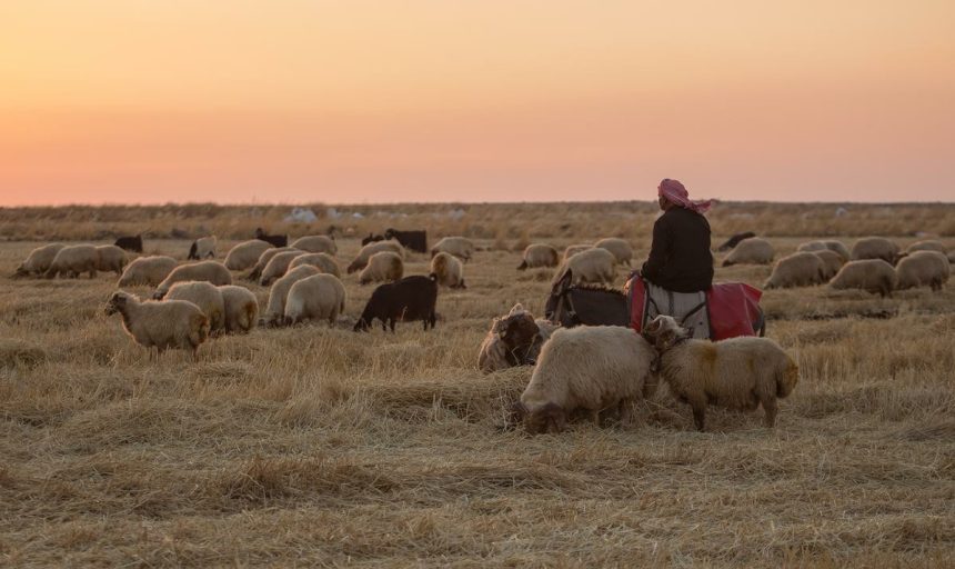 آزادی یک چوپان از دست عناصر تکفیری داعش
