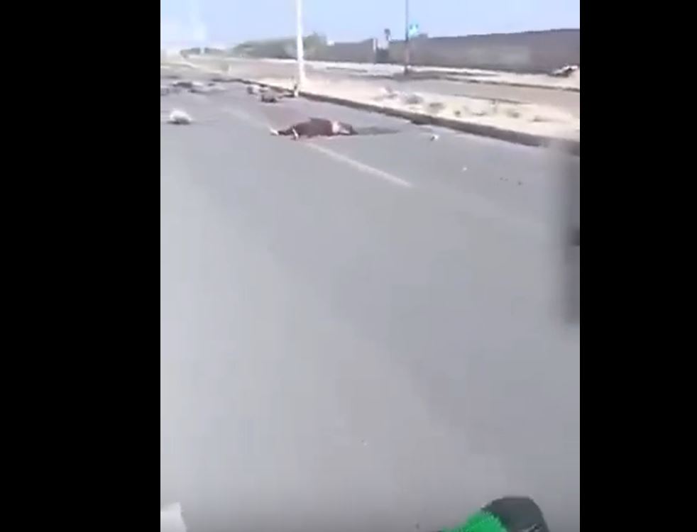 فيديو / جيش الاحتلال الصهيوني يقتل عوائل متجه الى جنوب غزة بعد ان طلب منها ذلك
