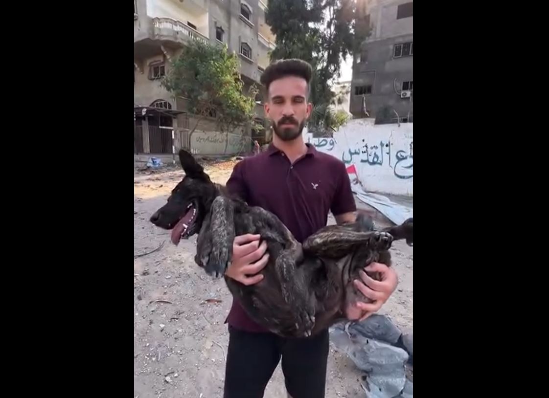Video: Israel’s relentless air strikes; No humans or animals safe in Gaza