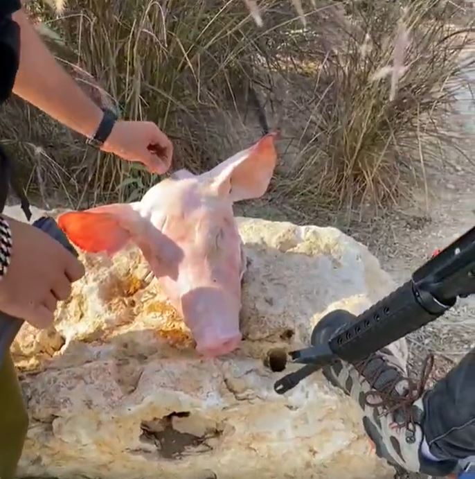 Video: Israeli soldiers rubbing their bullets on pig heads to use them against Palestinians