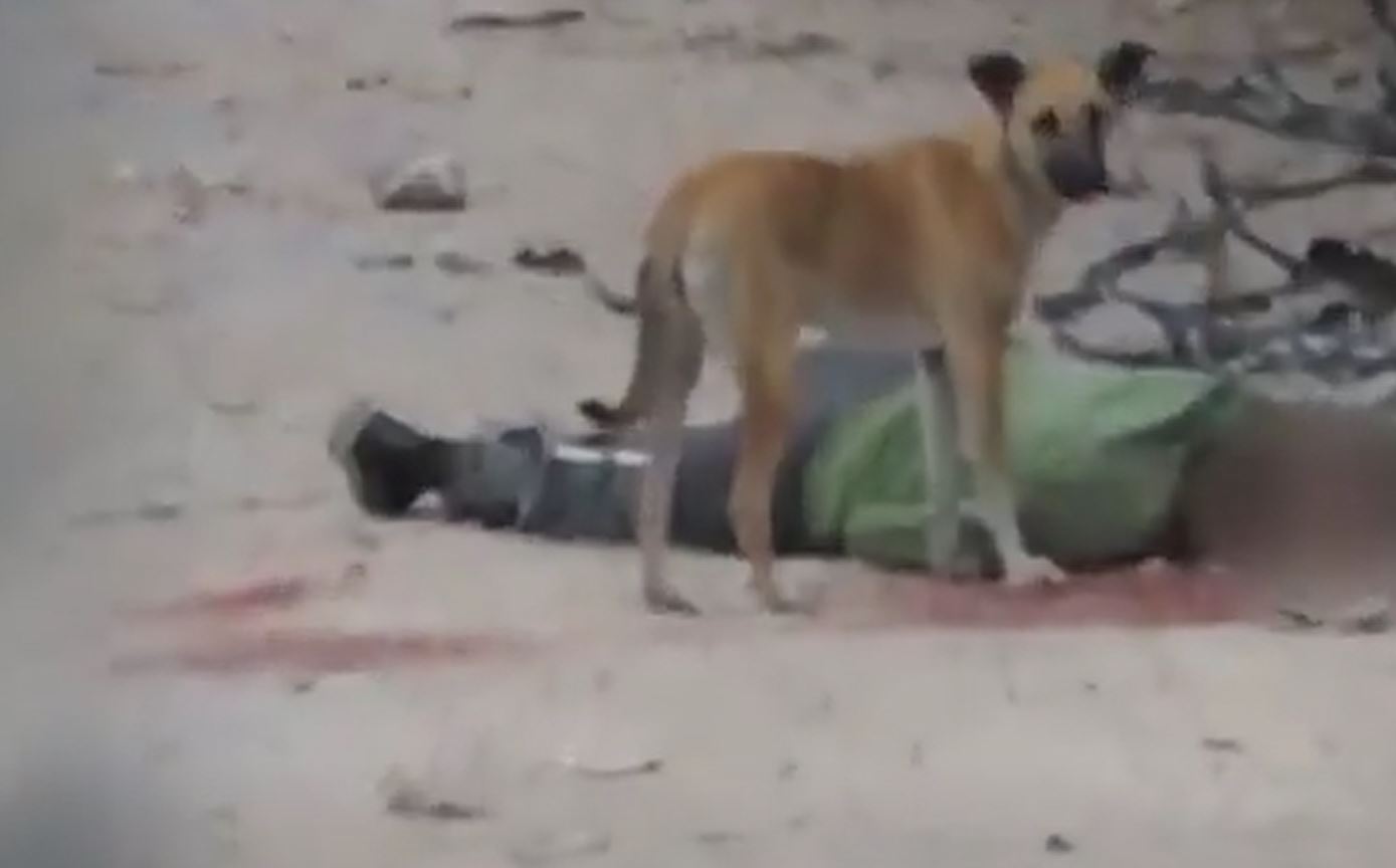 Graphic: Al Jazeera footage shows stray dogs scavenging bodies of Palestinian victims in northern Gaza