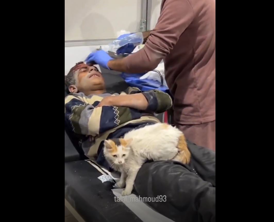 Video: A Palestinian youth emerged from under rubble along with his cat in Al-Nusierat, central Gaza