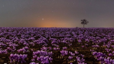 伊朗驻华大使在中国除夕夜朗诵哈菲兹的诗
