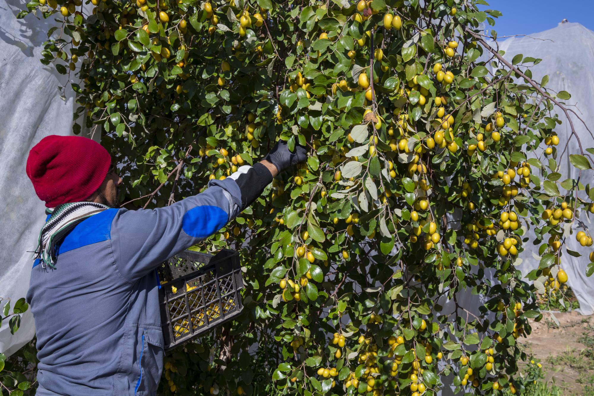 About 3 tons per day; Staffs of Al-Abbas Shrine start reaping fruits of typical Sidr farm (+Photos)