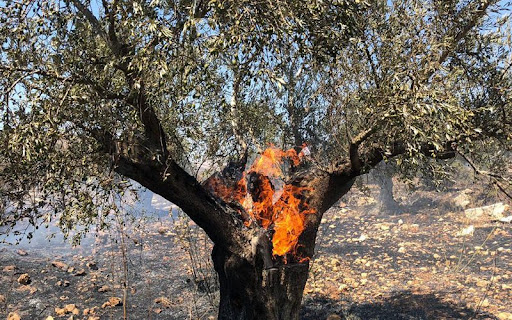 Israeli colonists burn agricultural room and olive trees in Salfit