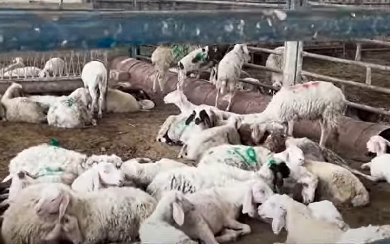 Ban on sacrificial animals to Gaza reveals Israel’s ugly image
