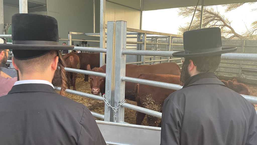 Israelis tend red cows. plan third temple!!