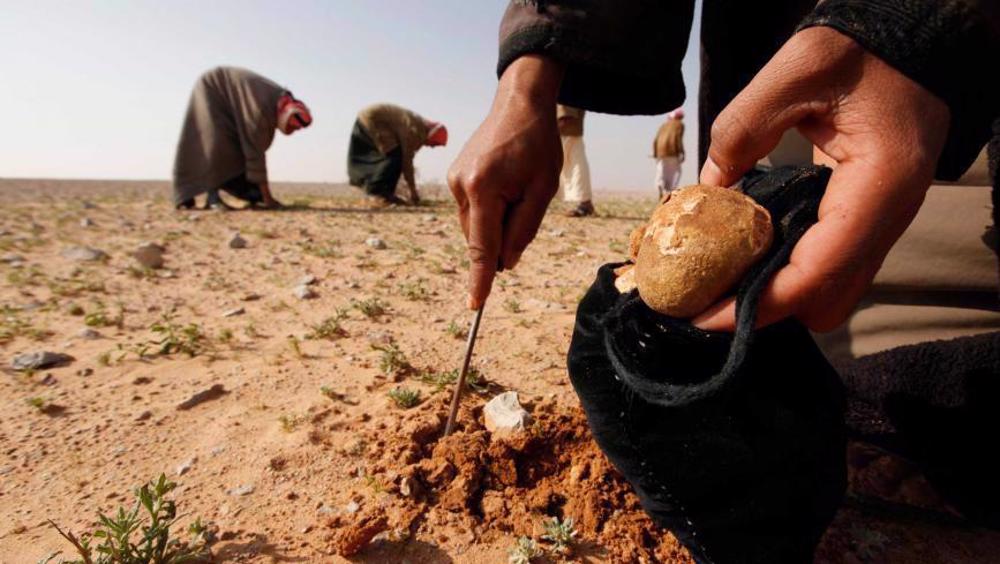 36 Syrians killed in armed attack on truffle gatherers in Deir al-Zour