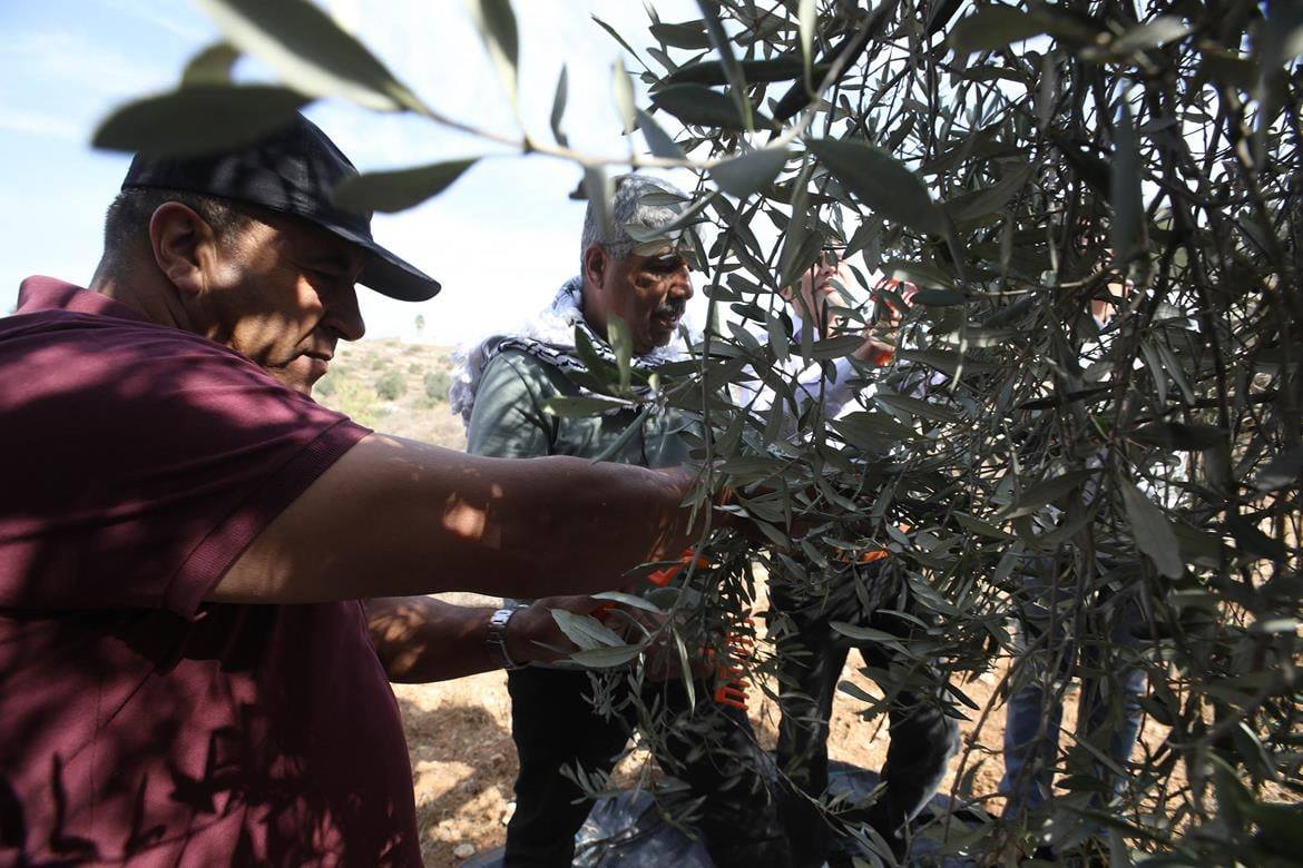 Zionist forces bars olive farmers from reaching their lands in al-Khalil