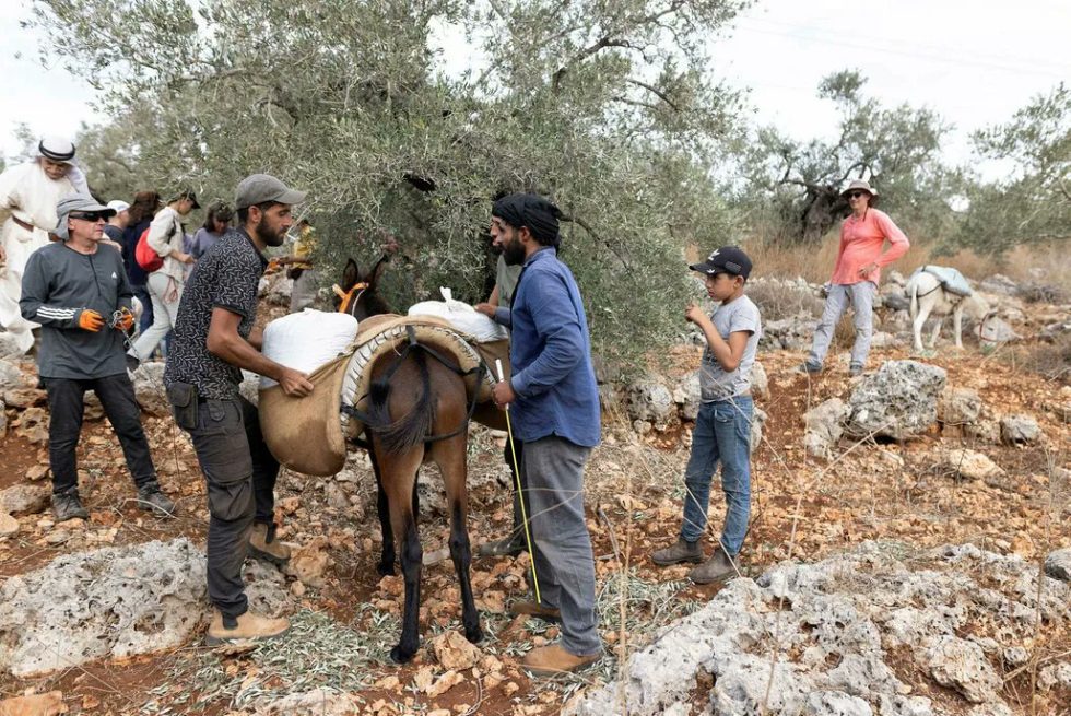 Extremist Jewish settlers attack olive farmers in West Bank village of al-Lubban al-Gharbi