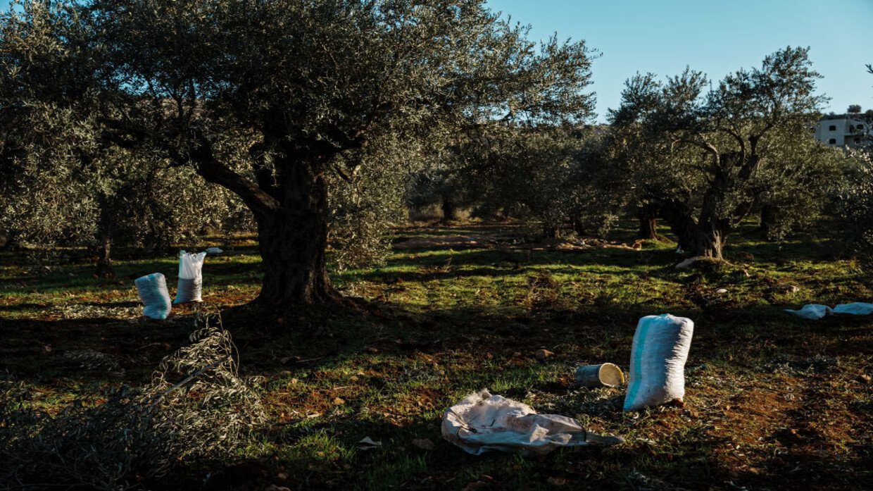 Extremist Jewish Israeli settlers set thousands of olive trees on fire south of Nablus