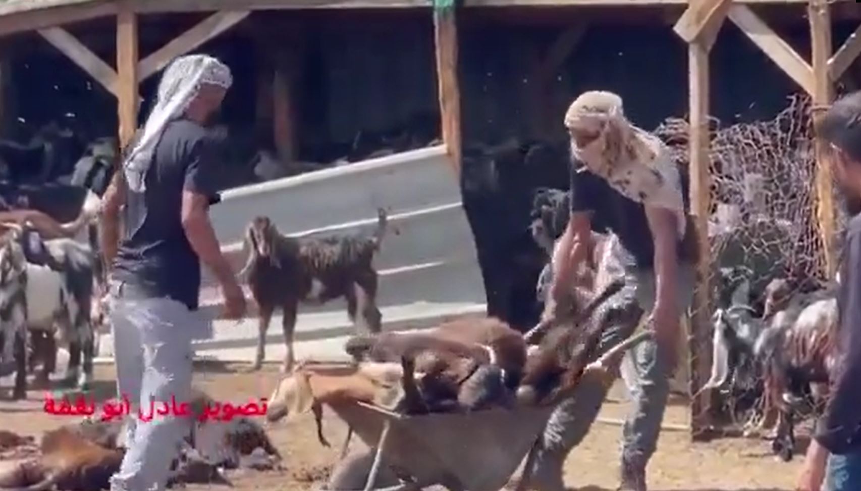 Video: A Palestinian farmer lost 50 sheep after poisoned by extremist Israeli settlers in West Bank