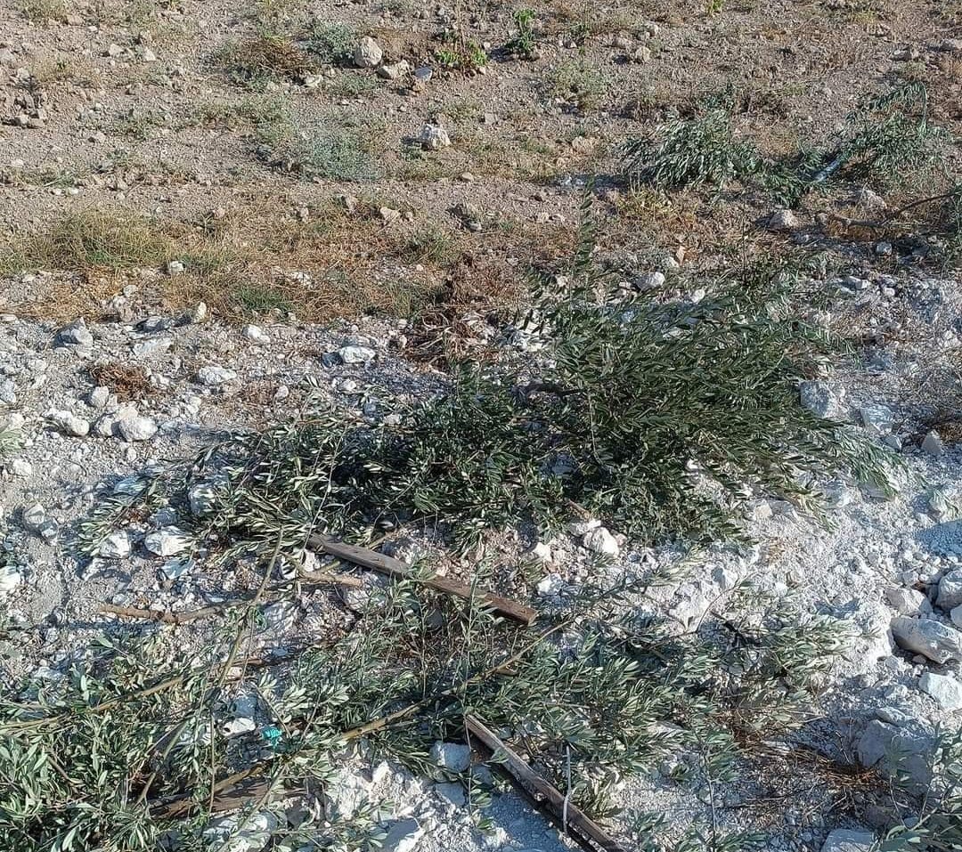 Zionist forces uproots olive trees, seizes agricultural equipment in W. Bank