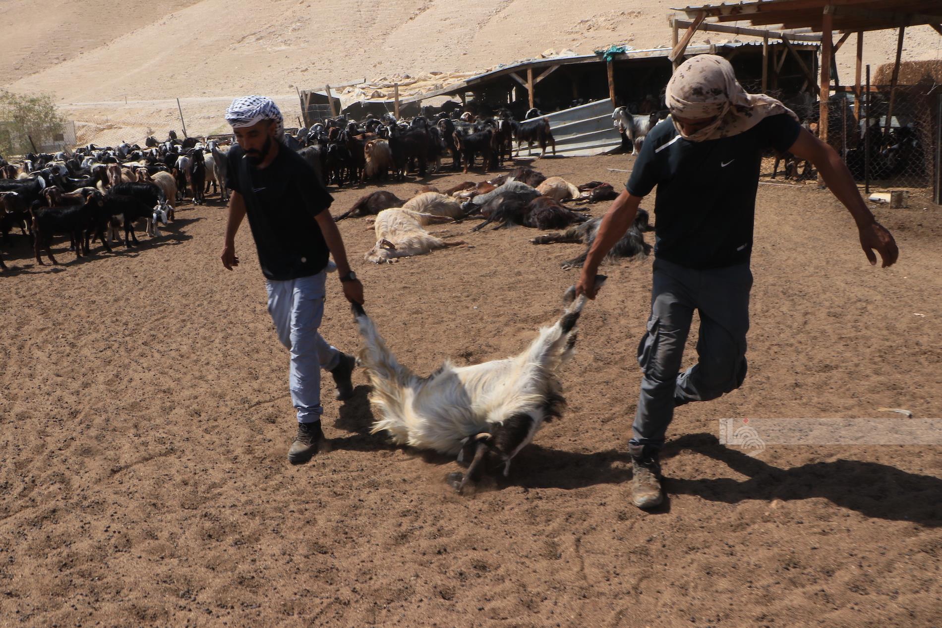 Sheep poisoned by extremist Jewish settlers die in eastern al-Khalil