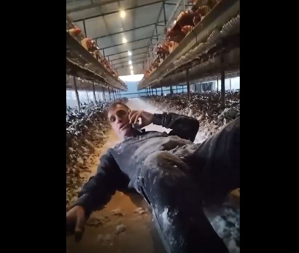 Video: An illegal Israeli settler hides inside a chicken coop as rockets are fired from Lebanon