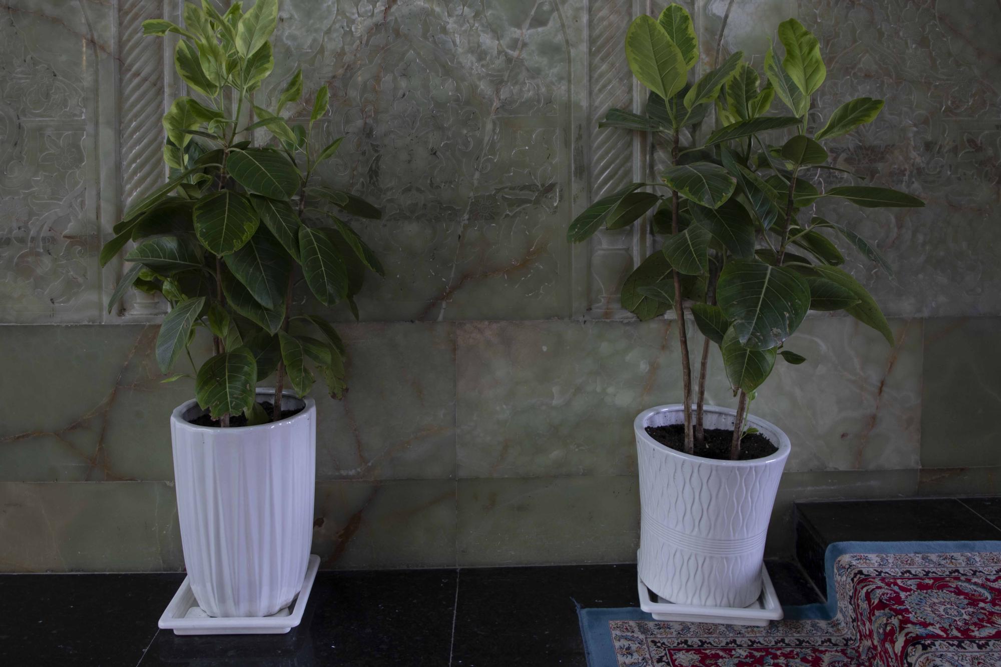 Al-Kafeel Nurseries decorate Shrine of Aba al-Fadl al-Abbas with trees and seasonal roses (Photos)