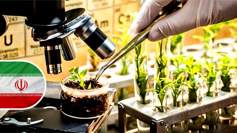 Was ist der Grund für die Beliebtheit iranischen Saatgutes?