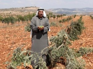صهيونيستها باغات زيتون فلسطينيان راتخريب كردند