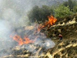 صهیونیست‌ها 400 درخت زیتون را به آتش کشیدند