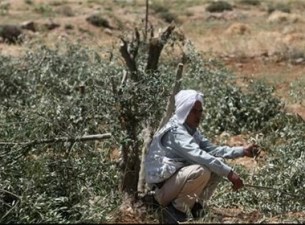 شهرک‌نشینان صهیونیست بیش از 4 هزار اصله درخت زیتون را نابود کردند