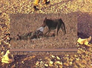 جبهة النصرة اجساد کشته شدگان را به سگها می‌دهد