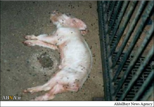 هتک حرمت مسجدی در فرانسه + عکس