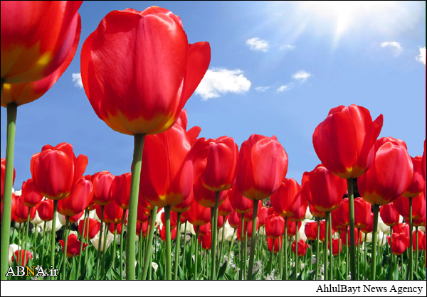 من یک پدر شهید دارم