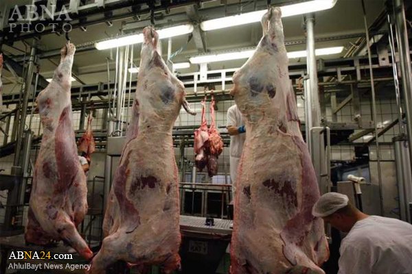   ذبح اسلامی دام در بلژیک ممنوع اعلام شد