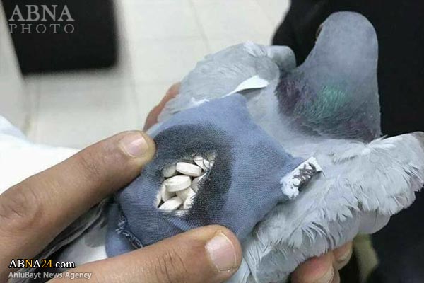   قاچاق مواد مخدر با کبوتر نامه‌بر در مرز عراق و کویت + عکس