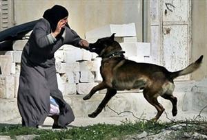 Taşları bağla köpekleri sal