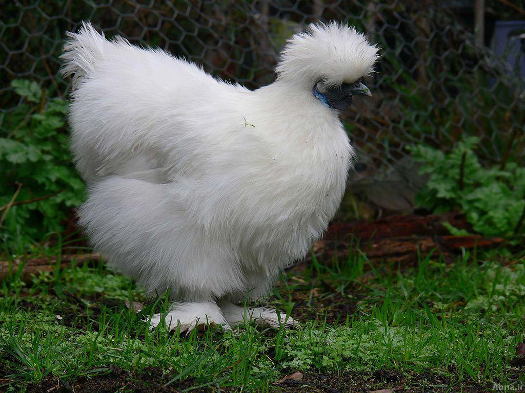 ပိုးသားျခံဳေသာ ၾကက္ - Silkie