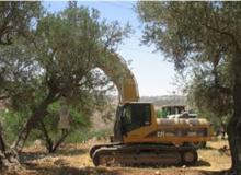 Jewish settlers attack Palestinian property, uproot saplings