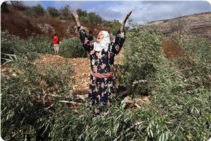 Ramallah: Les colons déracinent des centaines d'oliviers