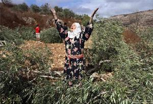 Settlers Cut Down 1,150 Olive Trees in Nablus