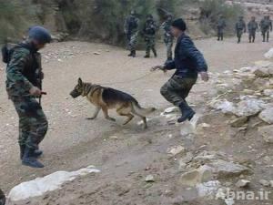 الجيش التونسي يطارد مسلحين في جبل الشعانبي