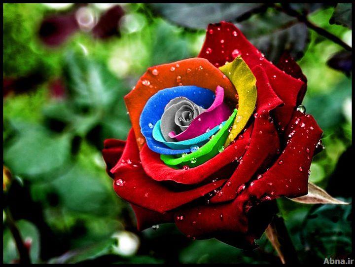 ေရာင္စံု ႏွင္းဆီ (သက္တံ့ႏွင္းဆီ)