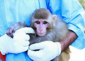 Iran to send second living creature to space soon