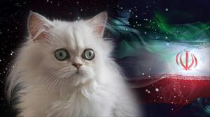 “Irán Lanzará Gato Persa al Espacio”