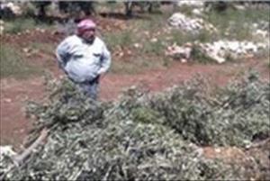 Jewish settlers attack farmers harvesting olive crops