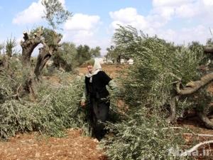 المستوطنون الاسرائيليون يقطعون اشجار زيتون عمرها مئات السنين لإجبار الفلسطينيين على المغادرة